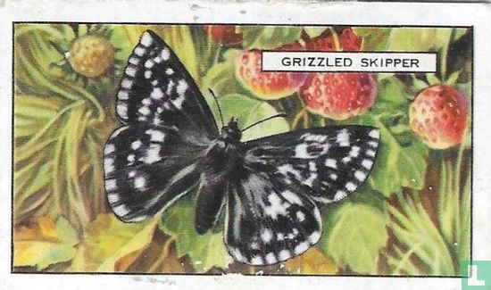 Grizzled Skipper - Afbeelding 1