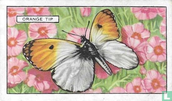 Orange Tip - Afbeelding 1