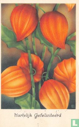 Oranje lampionplant - Afbeelding 1