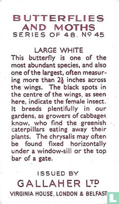 Large White - Bild 2