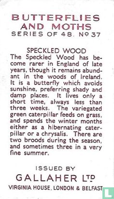 Speckled Wood - Bild 2
