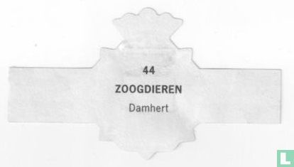 Damhert - Afbeelding 2