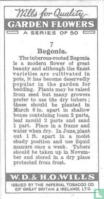 Begonia - Afbeelding 2