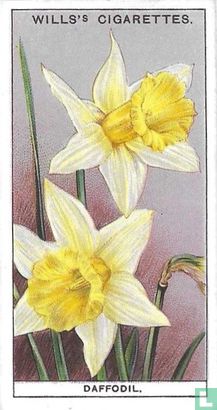 Daffodil - Afbeelding 1