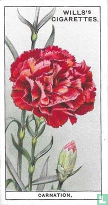 Carnation - Afbeelding 1