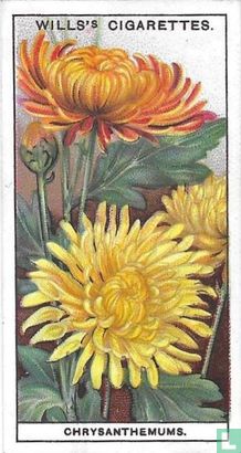 Chrysanthemums - Afbeelding 1