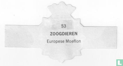 Europese Moeflon - Afbeelding 2