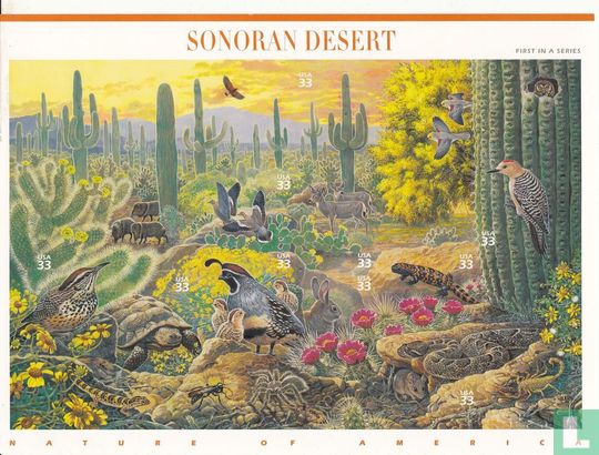 Sonora-Wüste