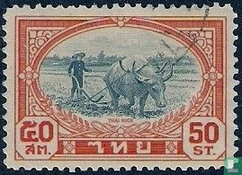 Buffalo plow on rice field