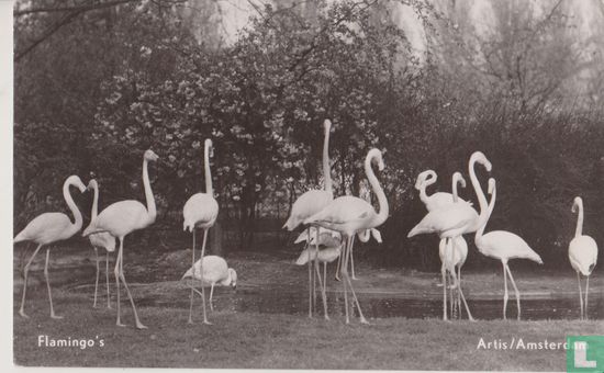 Flamingo's, Artis/Amsterdam