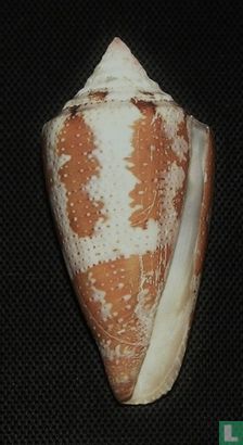 Conus aurantius