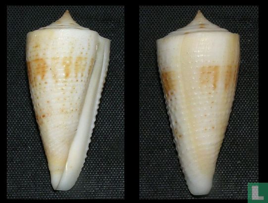 Conus asiaticus - Afbeelding 1