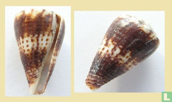Conus boeticus - Afbeelding 1
