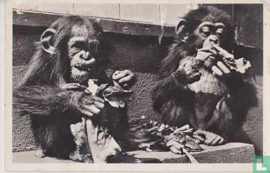 Jonge Chimpansée's
