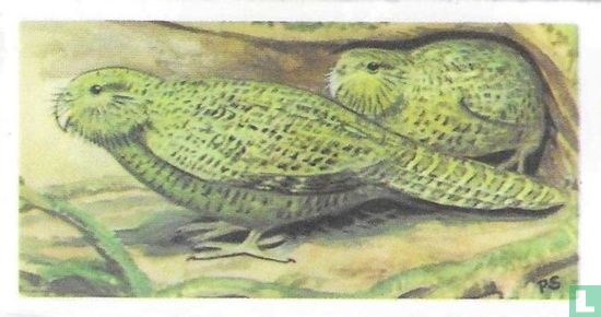Kakapo or Owl Parrot - Image 1