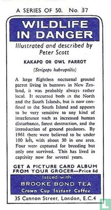 Kakapo or Owl Parrot - Image 2
