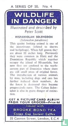 Hispaniolan Solenodon - Bild 2