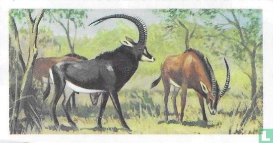 Giant Sable Antelope - Bild 1