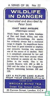 Giant Sable Antelope - Bild 2