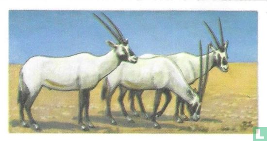 Arabian Oryx - Afbeelding 1