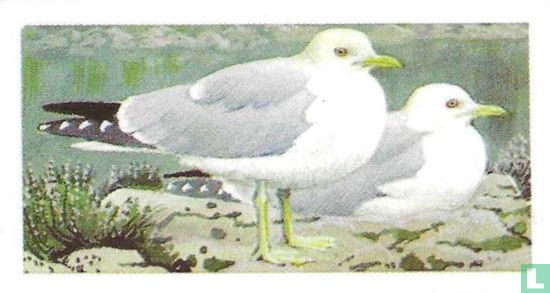 Common Gull - Afbeelding 1