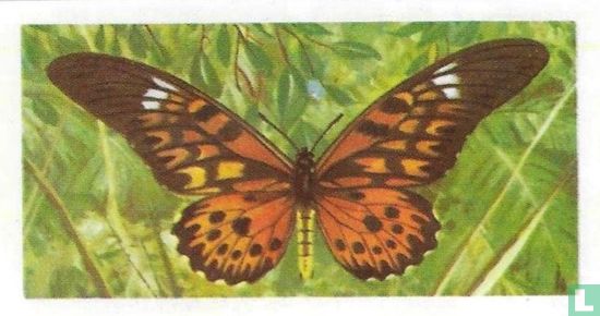 Papilio antimachus - Afbeelding 1