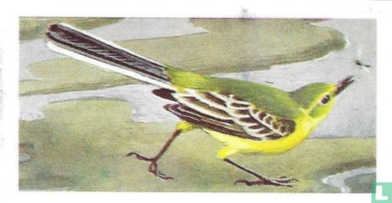 Yellow Wagtail - Image 1