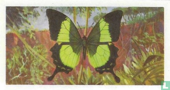 Papilio buddha - Afbeelding 1