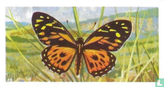 Papilio zagreus - Image 1