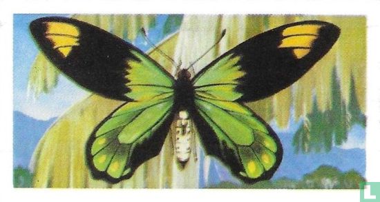 Papilio (Ornithoptera) victoriae - Afbeelding 1