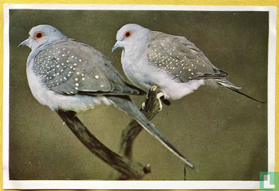 Diamantduifje - Image 1