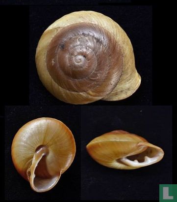 Pleurodonte lamarckii