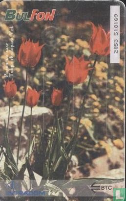 Tulipa rhodopaea - Image 2