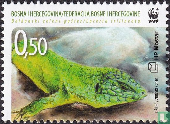Balkan green lizard