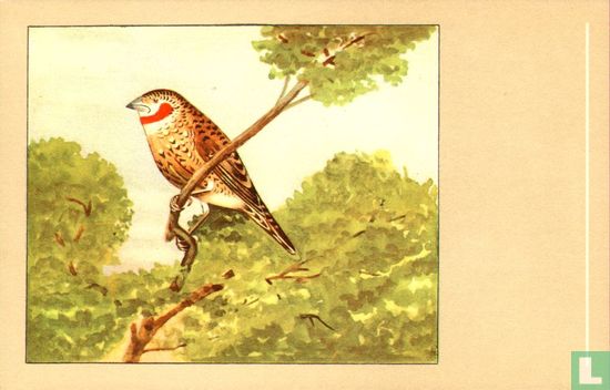 Bandvink - Image 1
