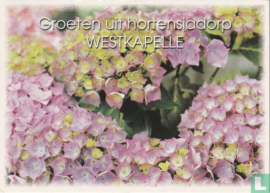 Groeten uit hortensiadorp Westkapelle - Afbeelding 1