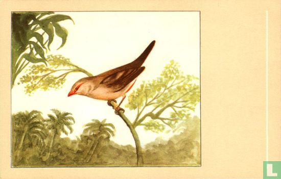 Napoleonnetje - Image 1
