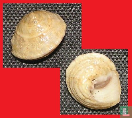 Trochomodulus carchedonius