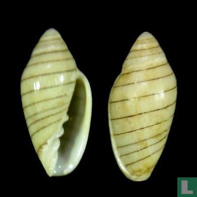 Marginella diadochus 