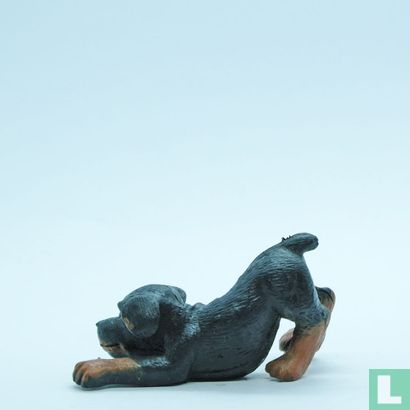 Duchess (Rottweiler) - Image 3