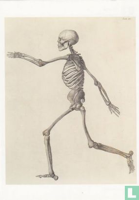 Human Skeleton: lateral view, c. 1804-1806 - Afbeelding 1