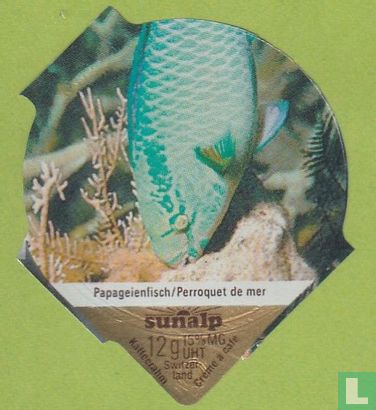 Papageienfisch / Perroquet de mer