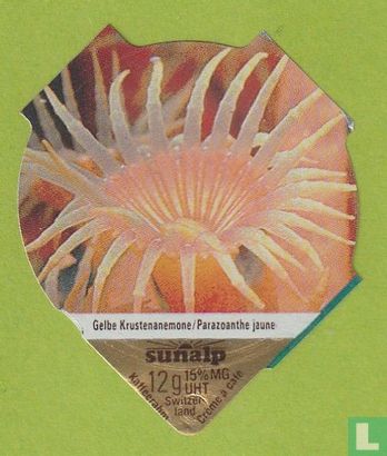 Gelbe Krustenanemone / Parazoaanthe jaune