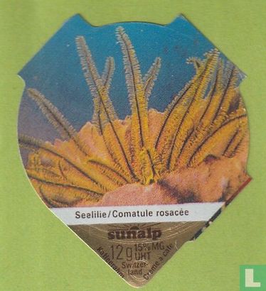 Seelilie / Comatula rosacée