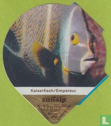 Kaiserfisch / Empereur