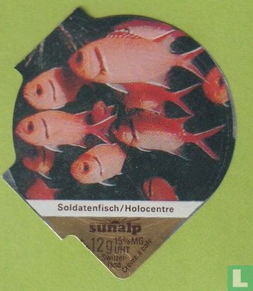 Soldatenfisch / Holocentre