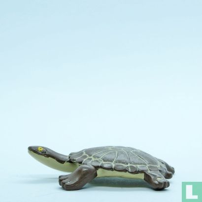 Eastern Snake-Necked Tortoise - Afbeelding 3