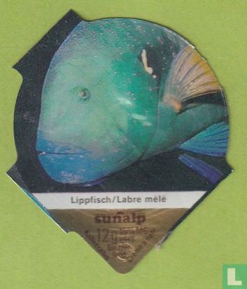 Lippfisch / Labre mèlé