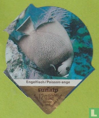 Engelfisch / Poisson-ange