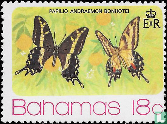 Papilio andraemon